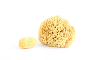 Natural Sea Sponges