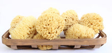 Load image into Gallery viewer, Natural Sea Sponges
